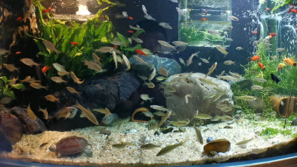 适合龟缸里混养的鱼