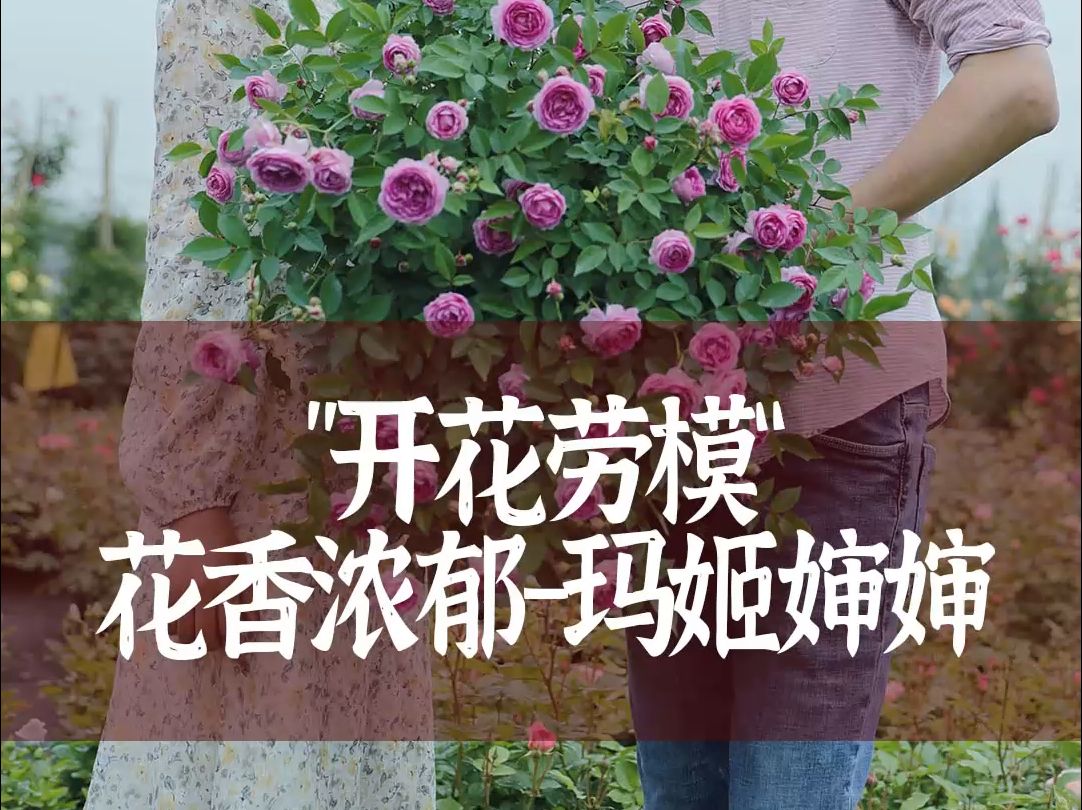 【惠惠的花园】月季中的“开花劳模”玛姬婶婶,分枝性好,生长快,耐阴耐晒,非常勤花,花朵香味浓郁.哔哩哔哩bilibili