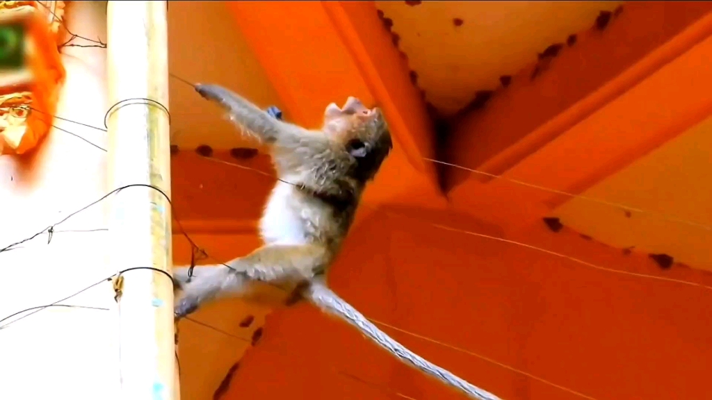 电工猴这辈子直了