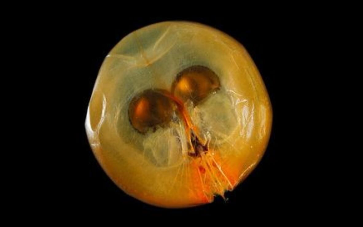 【youtube】球形生物巨海萤gigantocypris skogsberg(1080p60帧)_哔哩