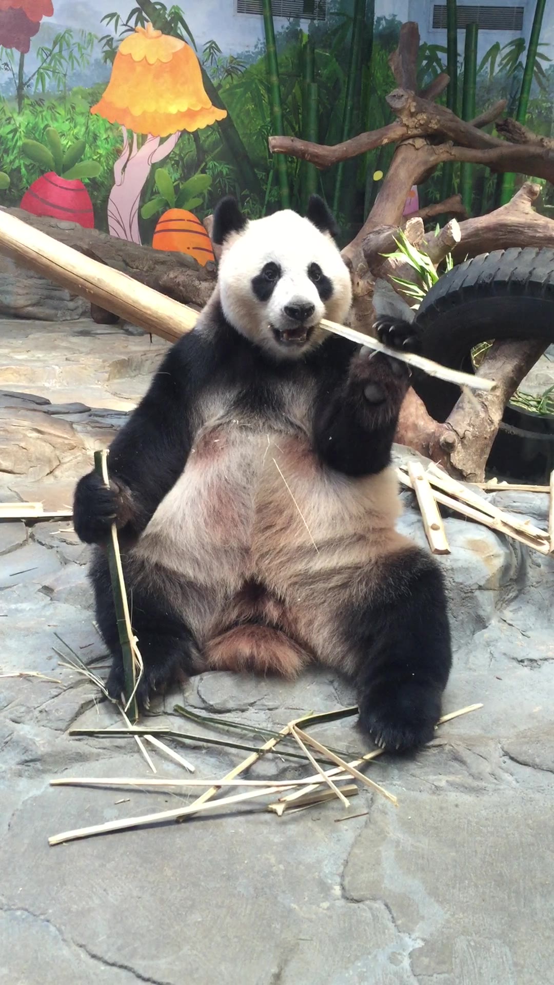 20161218菊笑大正脸