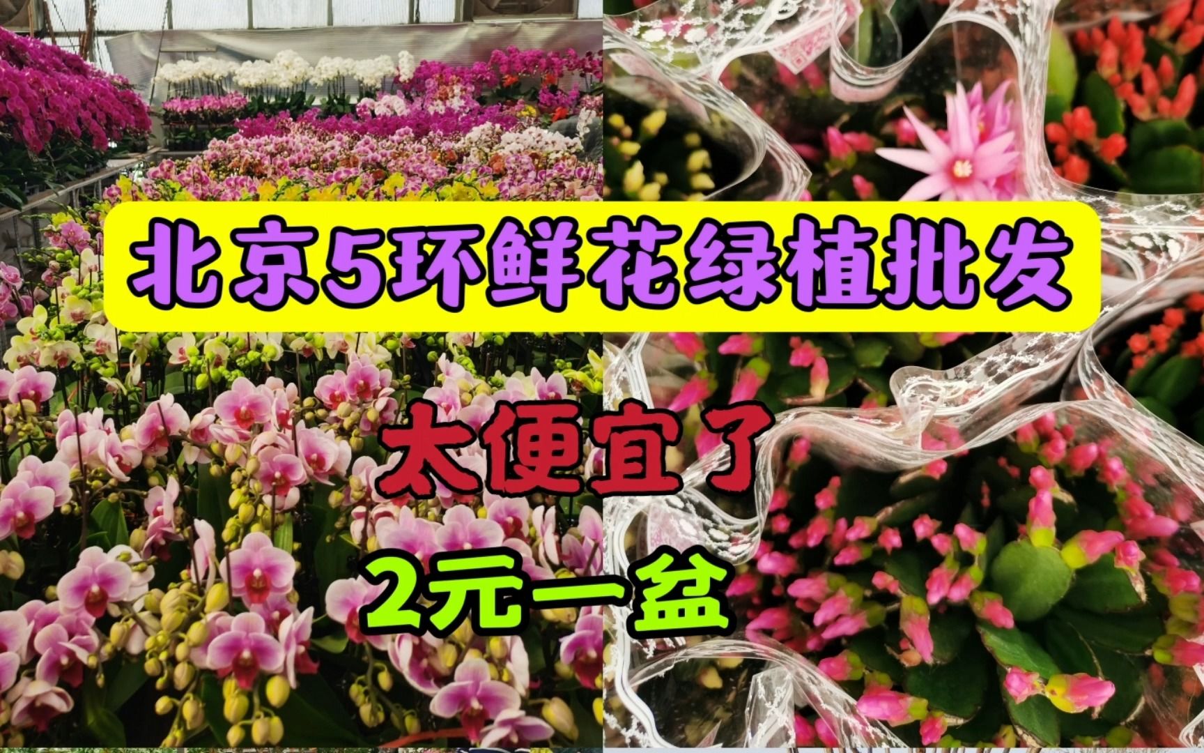 北京南五环大型鲜花绿植批发市场 品种多 价格便宜 2元一盆哔哩哔哩bilibili