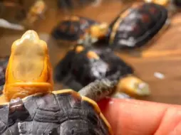 Скачать видео: “工业缘2.0”🐢