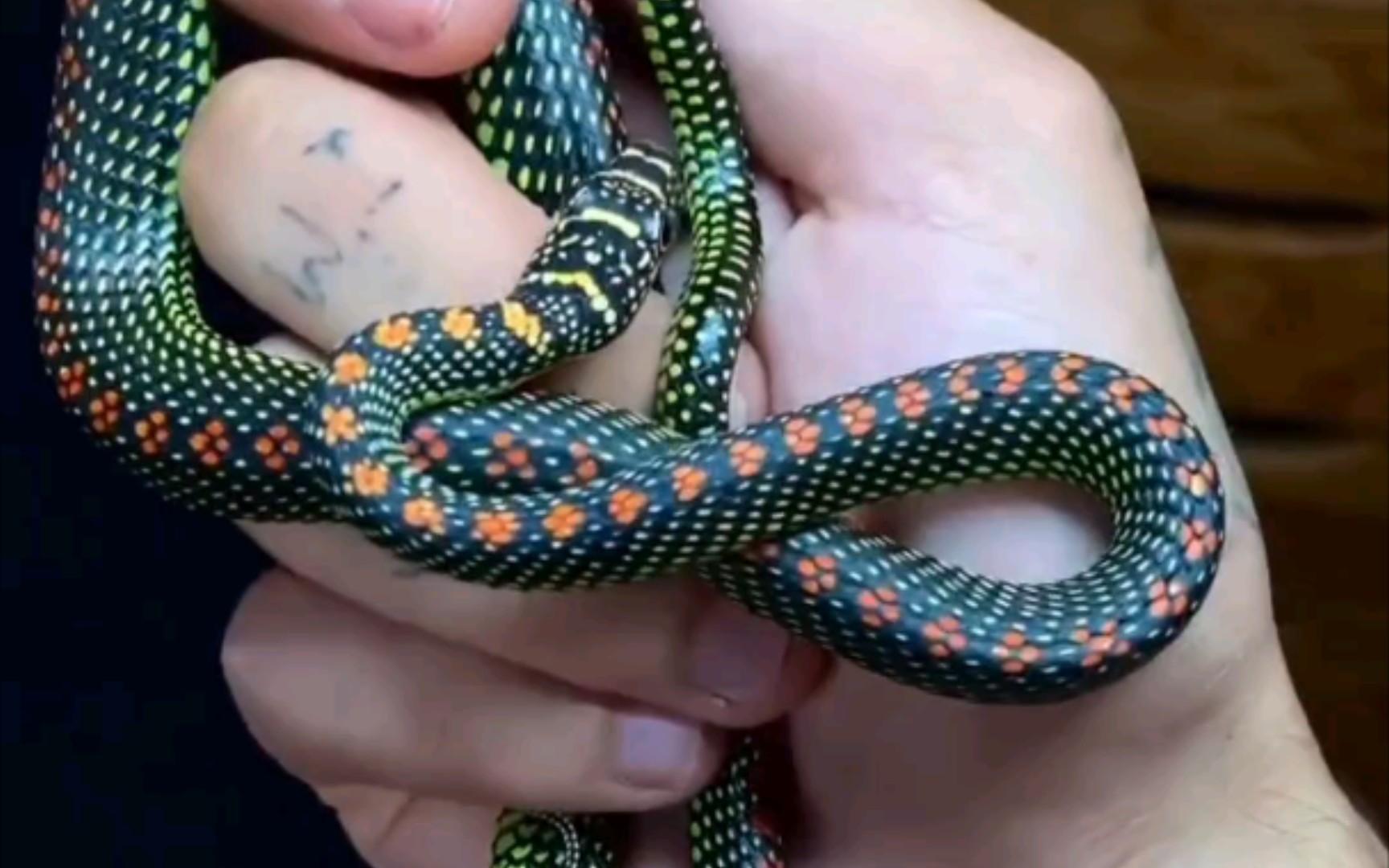 色彩斑斓的蛇图片