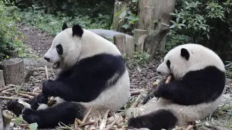 Скачать видео: 因为花花的柔情似水，所以什么都感觉很美好，哪怕是喷我不是真爱花花，我都感觉没啥了