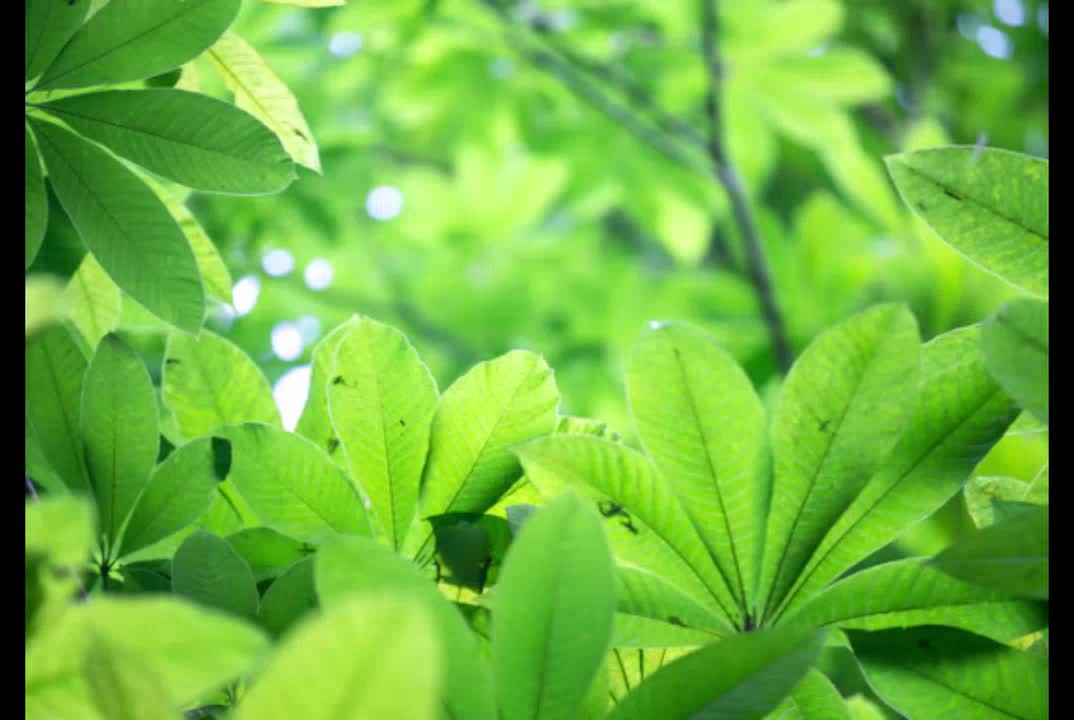 星空：河回响旧巷，星蔓延书页 雾摇曳旧巷，