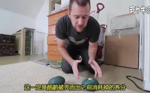 Télécharger la video: 近乎巴掌大的绿色蛋，小伙花两个月时间孵化，期待破壳而出