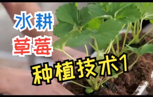 水耕草莓种植技术(一)哔哩哔哩bilibili