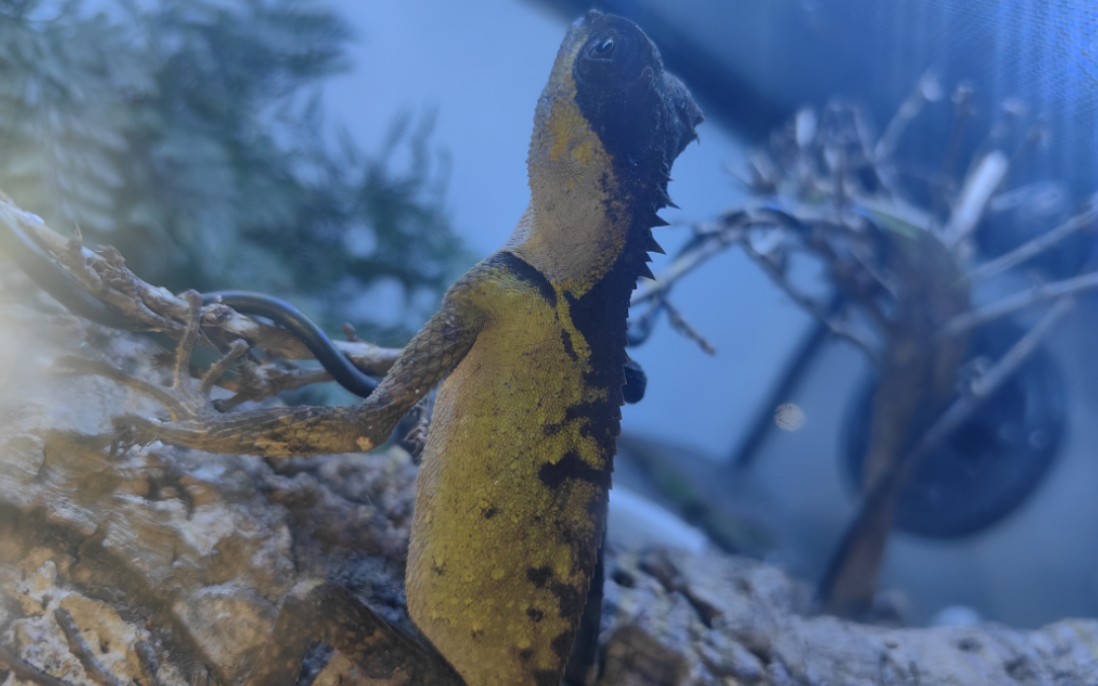 调戏一下小十字领蜥