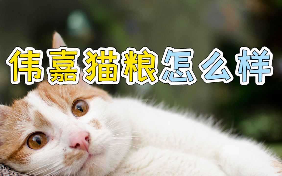 伟嘉猫粮怎么样哔哩哔哩bilibili