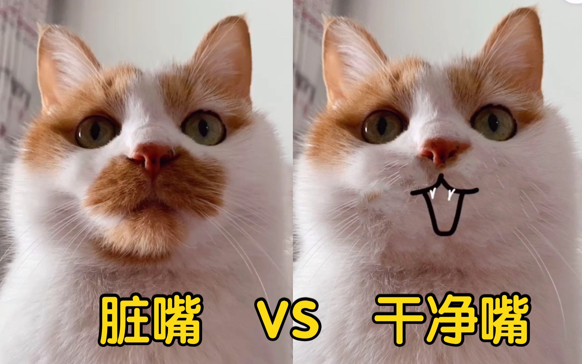 你们想要的擦干净嘴脏嘴橘猫将失去灵魂