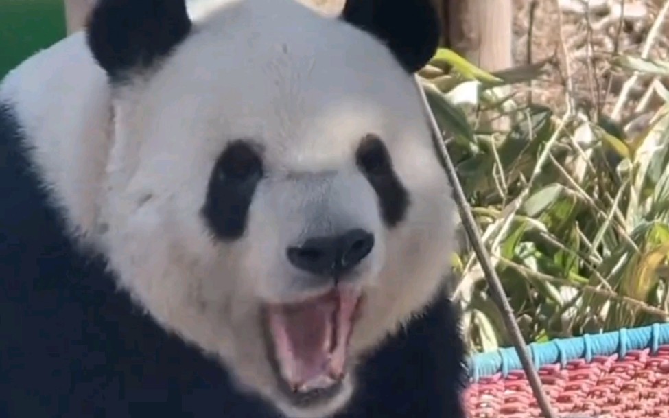 熊猫塞牙有多搞笑