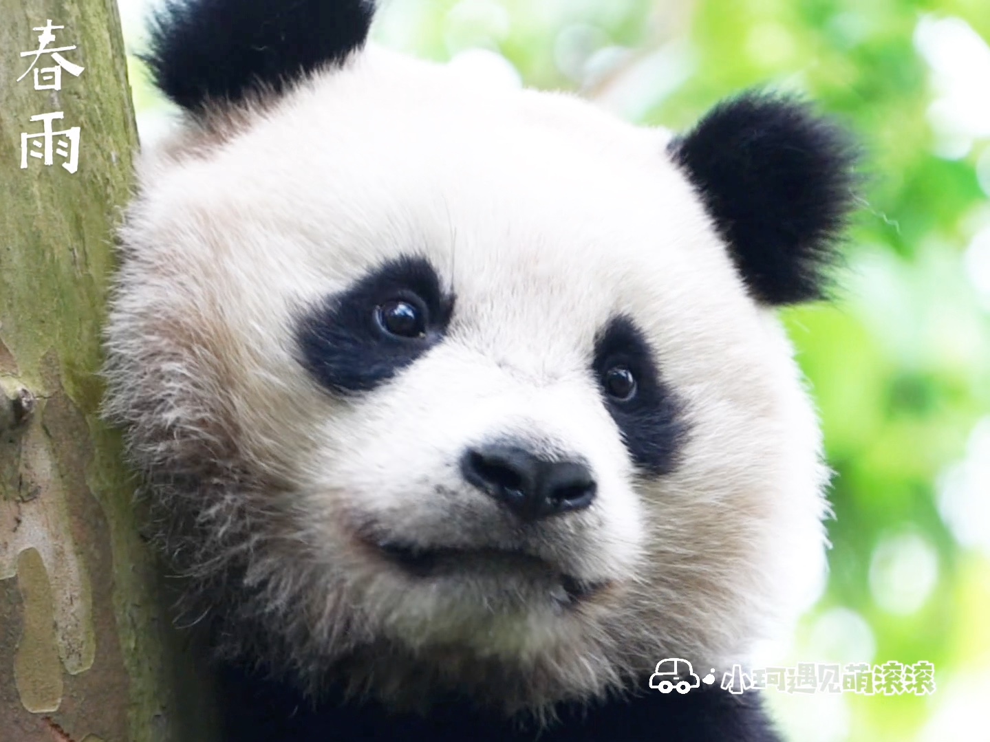 【春雨】会微笑的好奇小熊熊!初次见面,你跟你的名字一样美哒哒