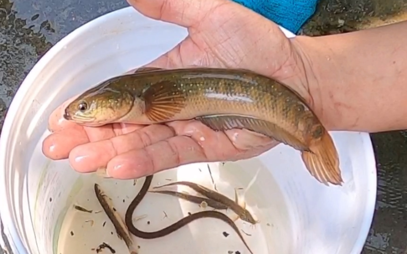 去看地龙收获,发现一条不是当地品种的鱼类