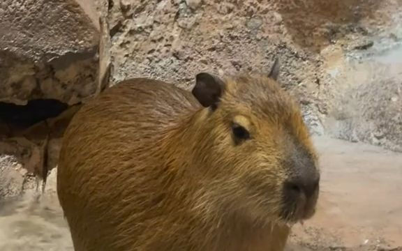 水豚的脚好像星星哈哈哈哈哈哈啊哈哈哈哈哈哈哈哈好可爱