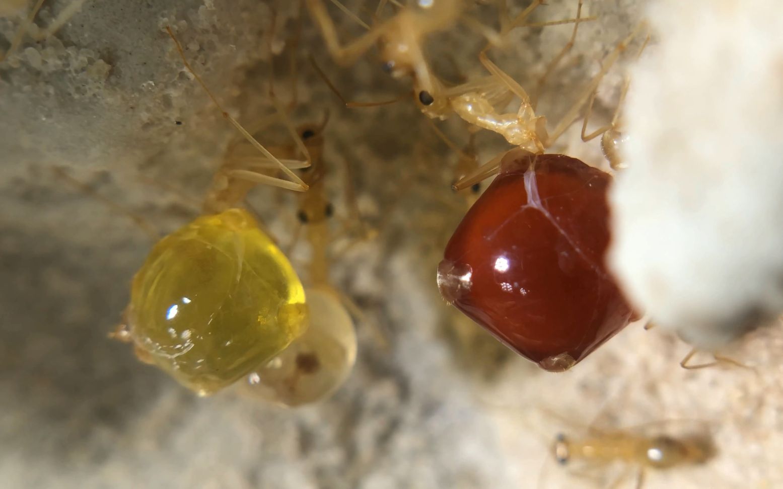 4k画质 五颜六色的圣诞节罐子,墨西哥蜜罐蚁 myrmecocystus mexicanus