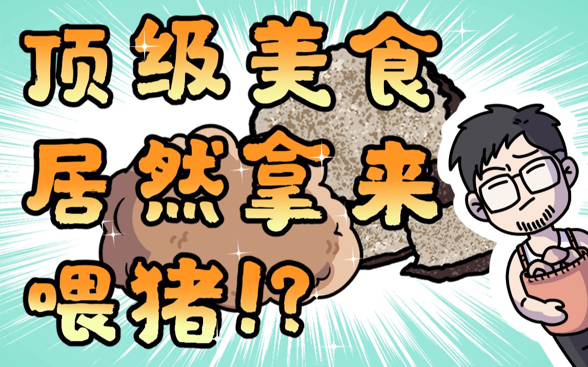 不是吧?云南人居然用松露喂猪?哔哩哔哩bilibili