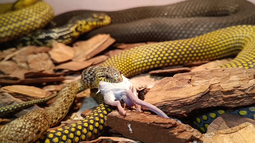 杂交蛇的喂食