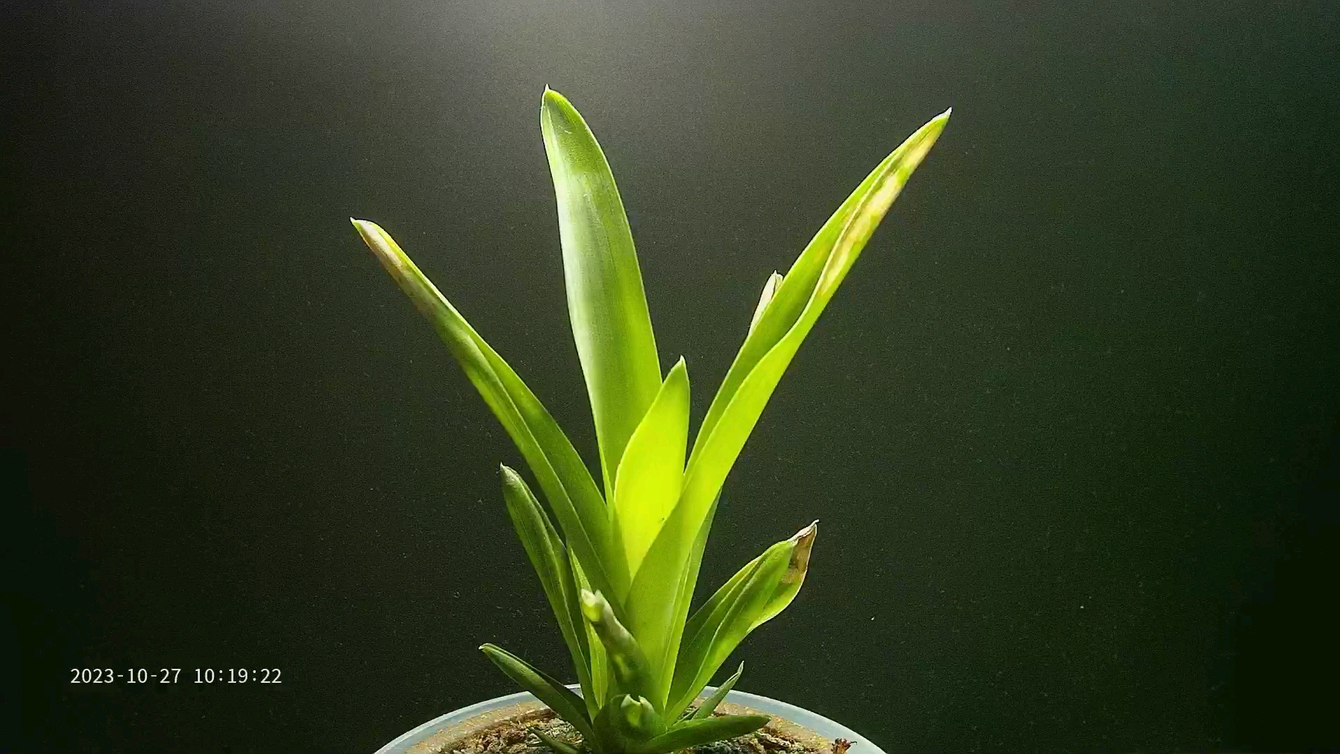 布洛食虫凤梨生长延时摄影