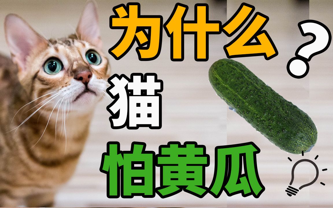 为什么猫会怕黄瓜?爱猫请不要这样做!哔哩哔哩bilibili