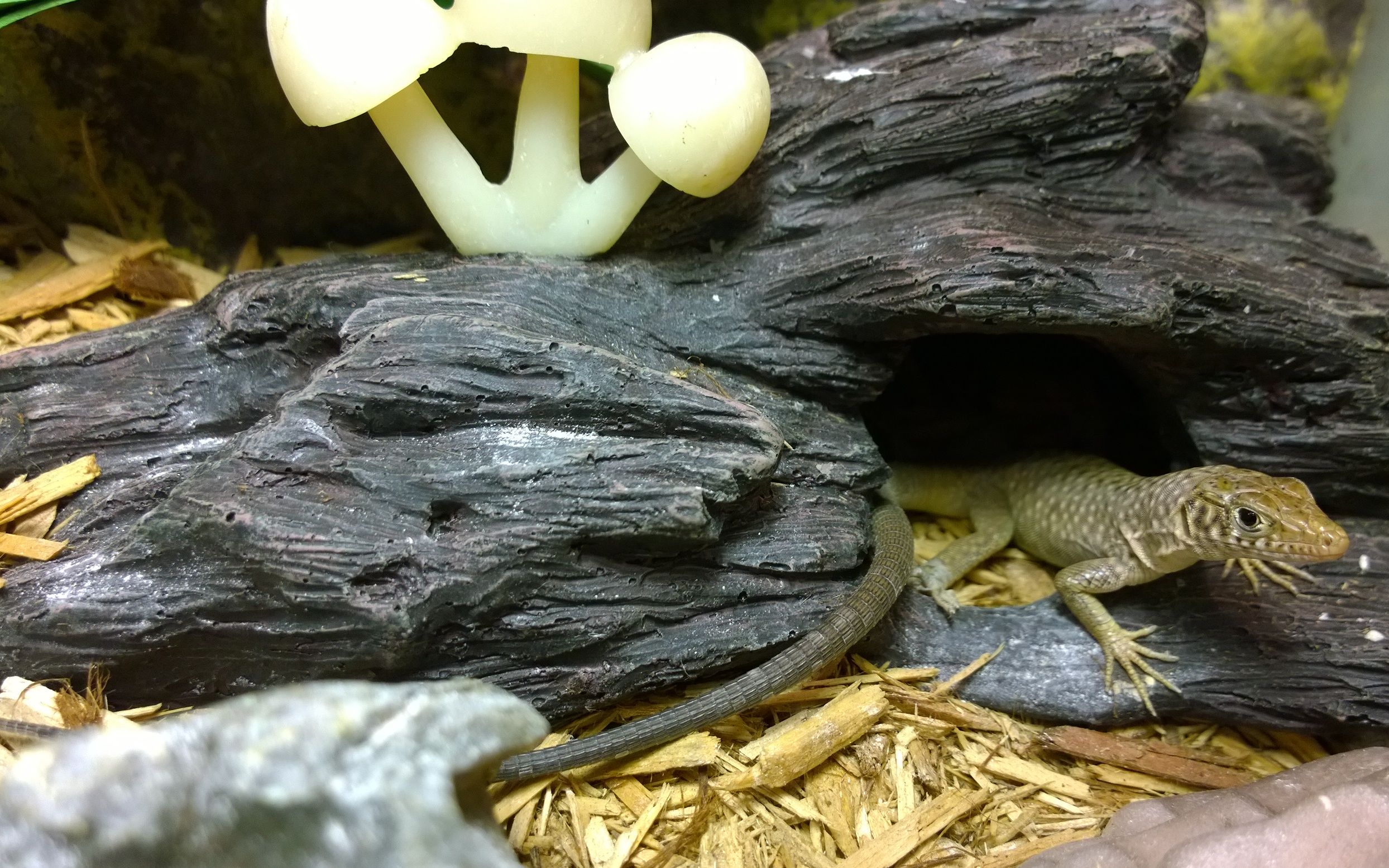 【探店】爬缸diy造景全过程(内含鬃狮蜥彩蛋)