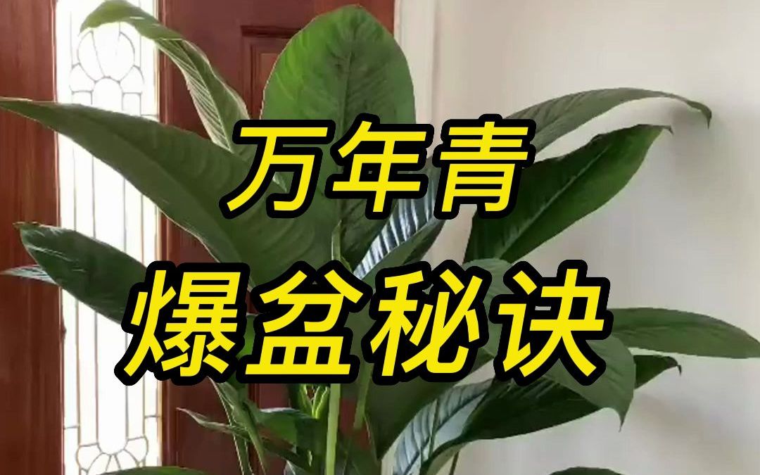 怎样让万年青爆盆?爆盆有绝招哔哩哔哩bilibili