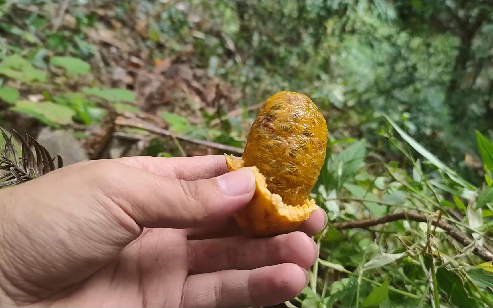 山里的拿藤果成熟了,去摘几个来解解馋