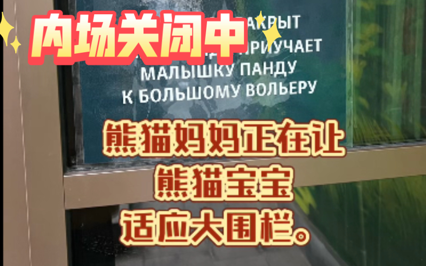 熊猫馆内场依然关闭中,熊猫妈妈正在让熊猫宝宝适应大围栏.哔哩哔哩bilibili