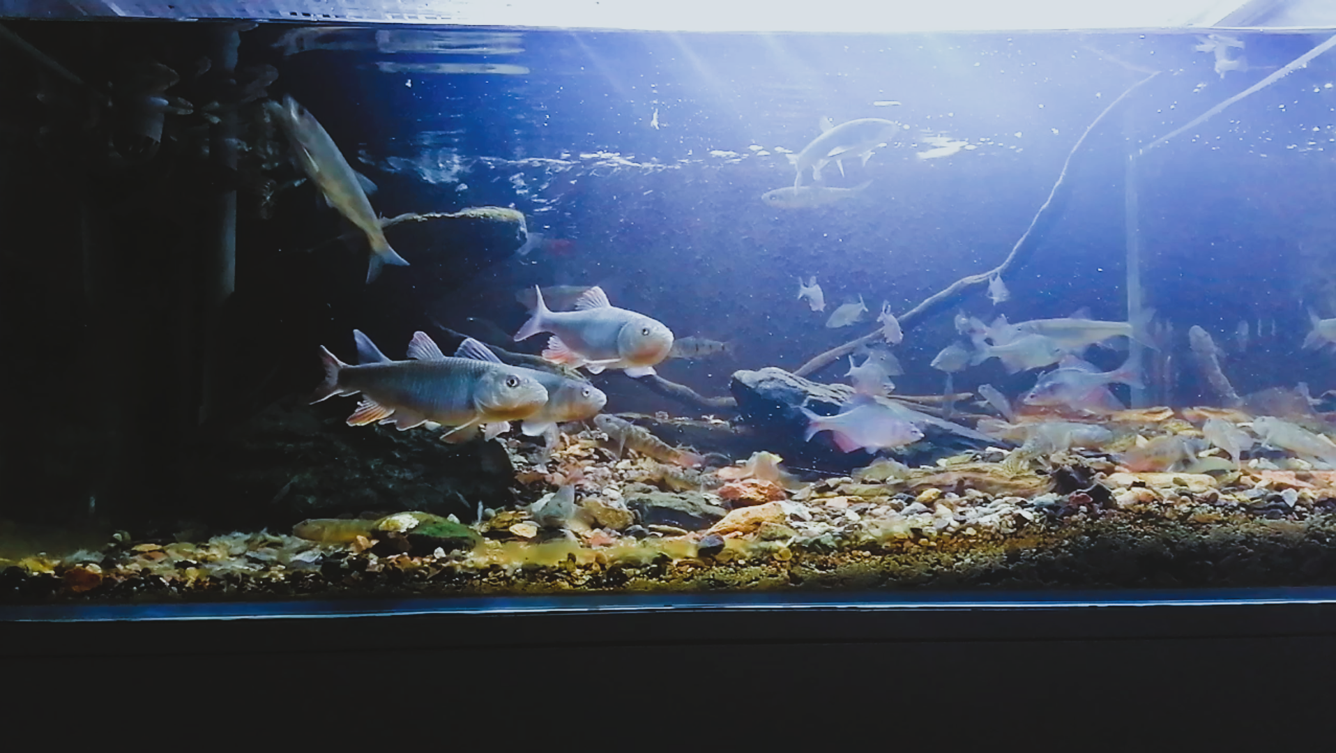 原生缸马口发色啦