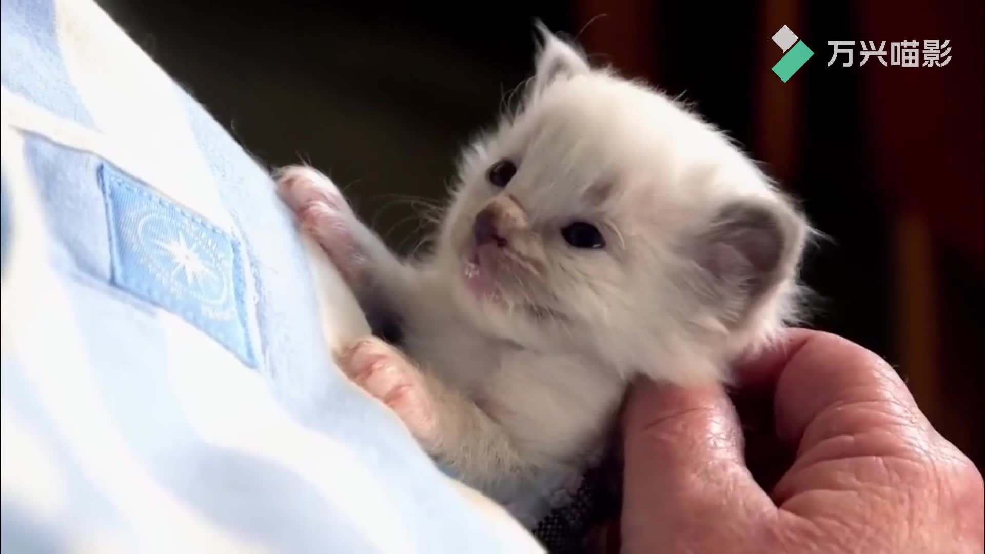 【小喵的秘密/青柠】p1-我明了害羞的彷徨_哔哩哔哩 (゜-゜)つロ 干杯