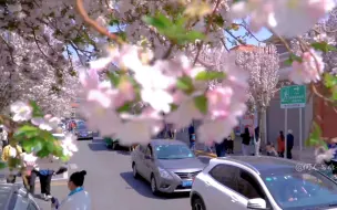 Скачать видео: “没有人能拒绝海棠花盛开的天津”