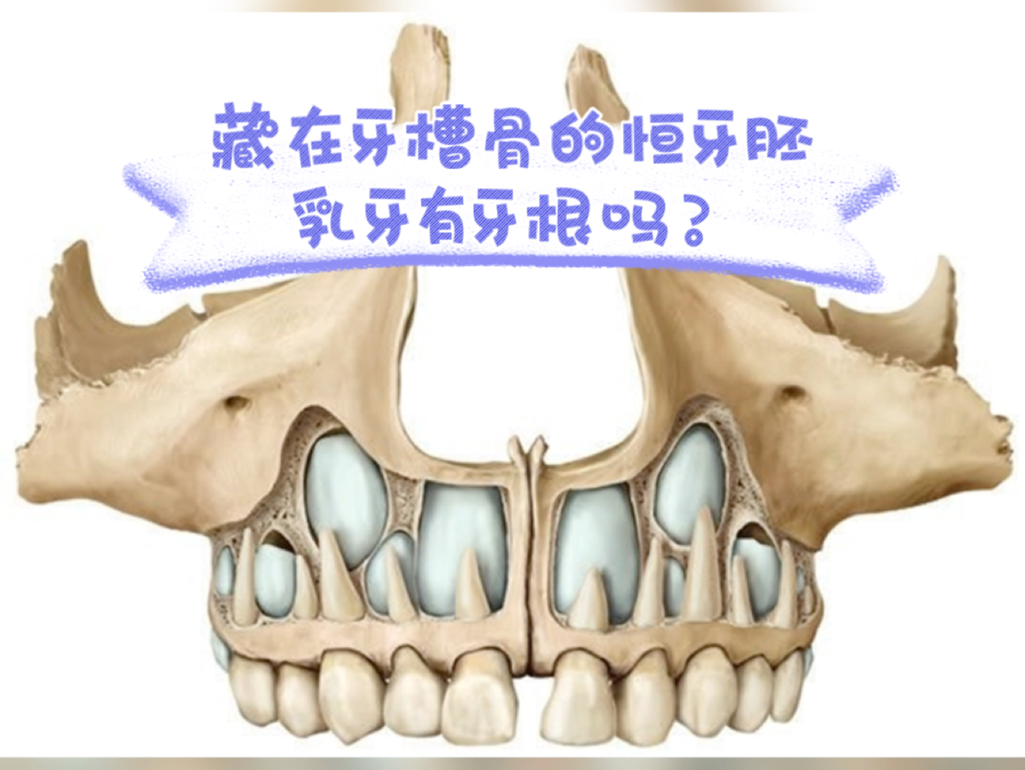 藏在牙槽骨的恒牙胚