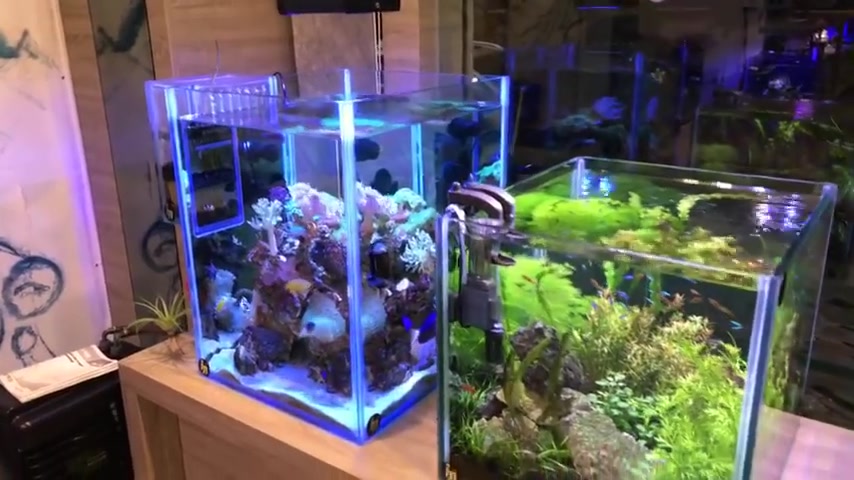 奇葩异形鱼缸Aquarium Store in Taiwan Masa Na Sui Zoku哔哩哔哩bilibili