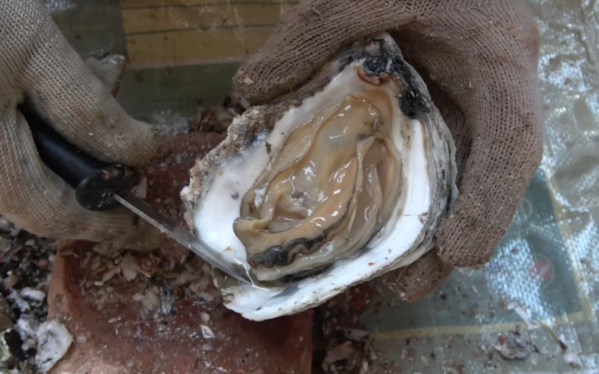 小池赶海捡到一大桶野生蚝回家撬开蒸着吃太鲜美了