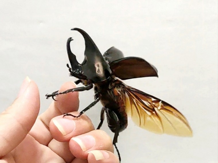 黑金刚姬兜起飞