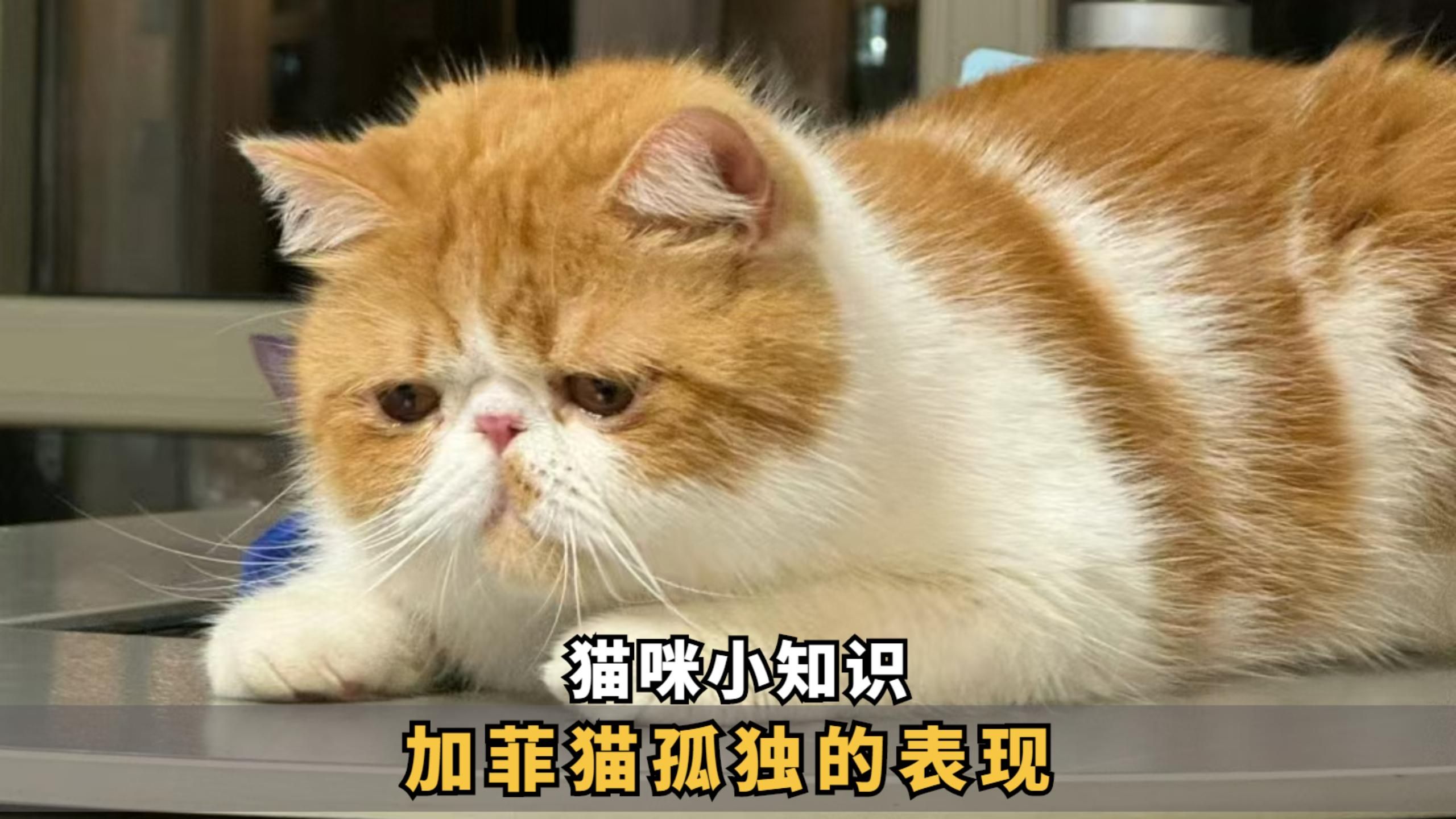 加菲猫 悲伤图片