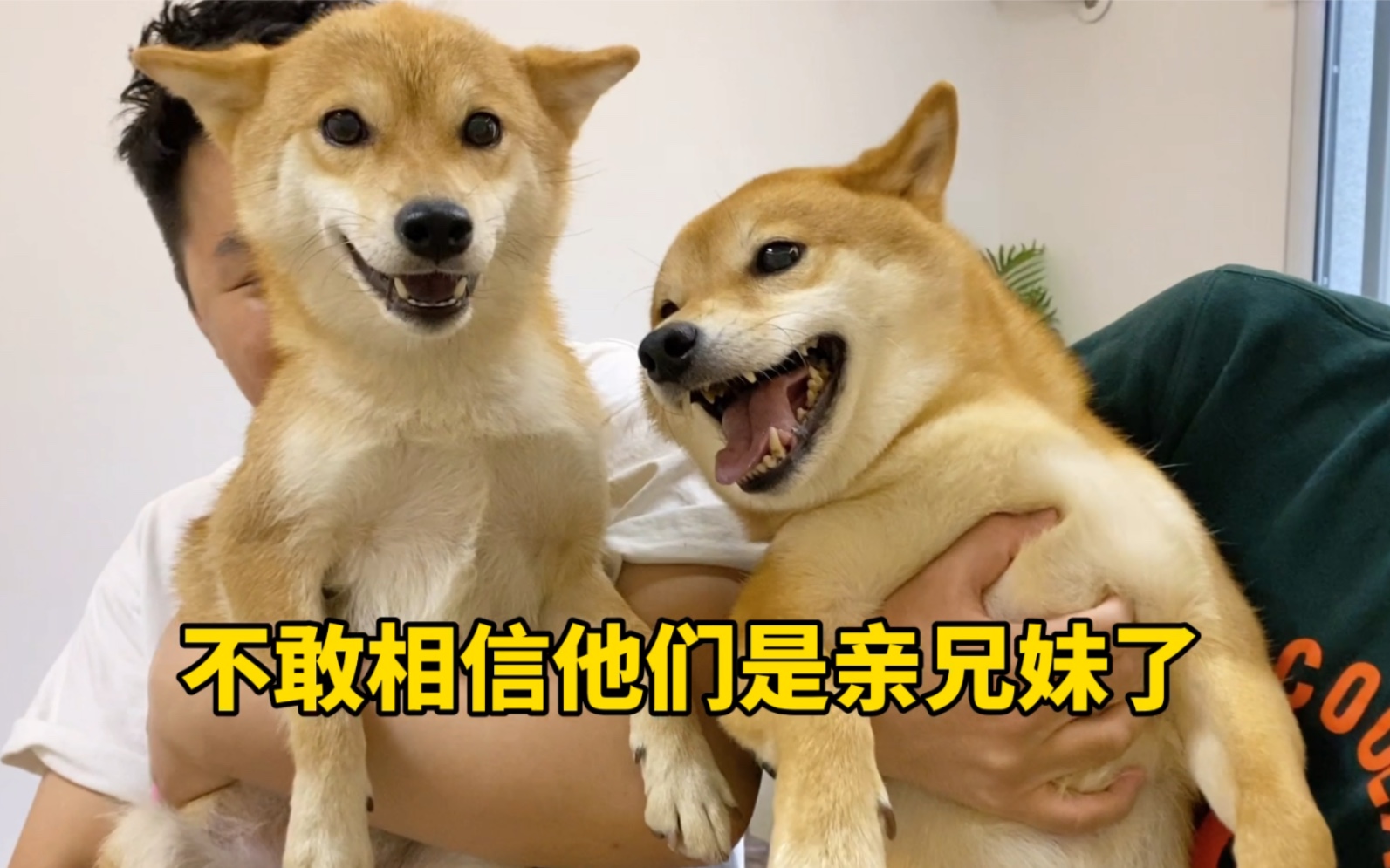 家有四柴Vlog,四只柴犬在一起会怎么样哔哩哔哩bilibili