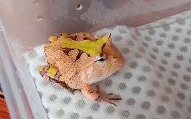 双色霸王角蛙的日常训练