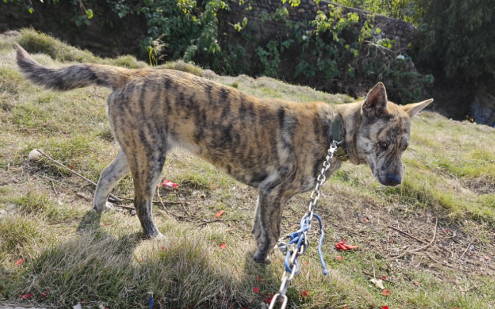 大姑家的虎斑犬第三弹和傻白甜玩