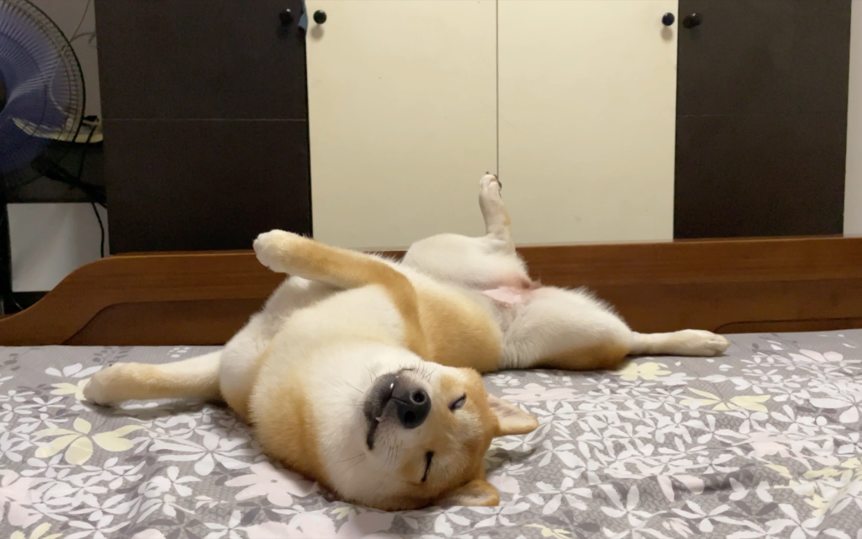 瞧我这睡姿,我妖娆吗