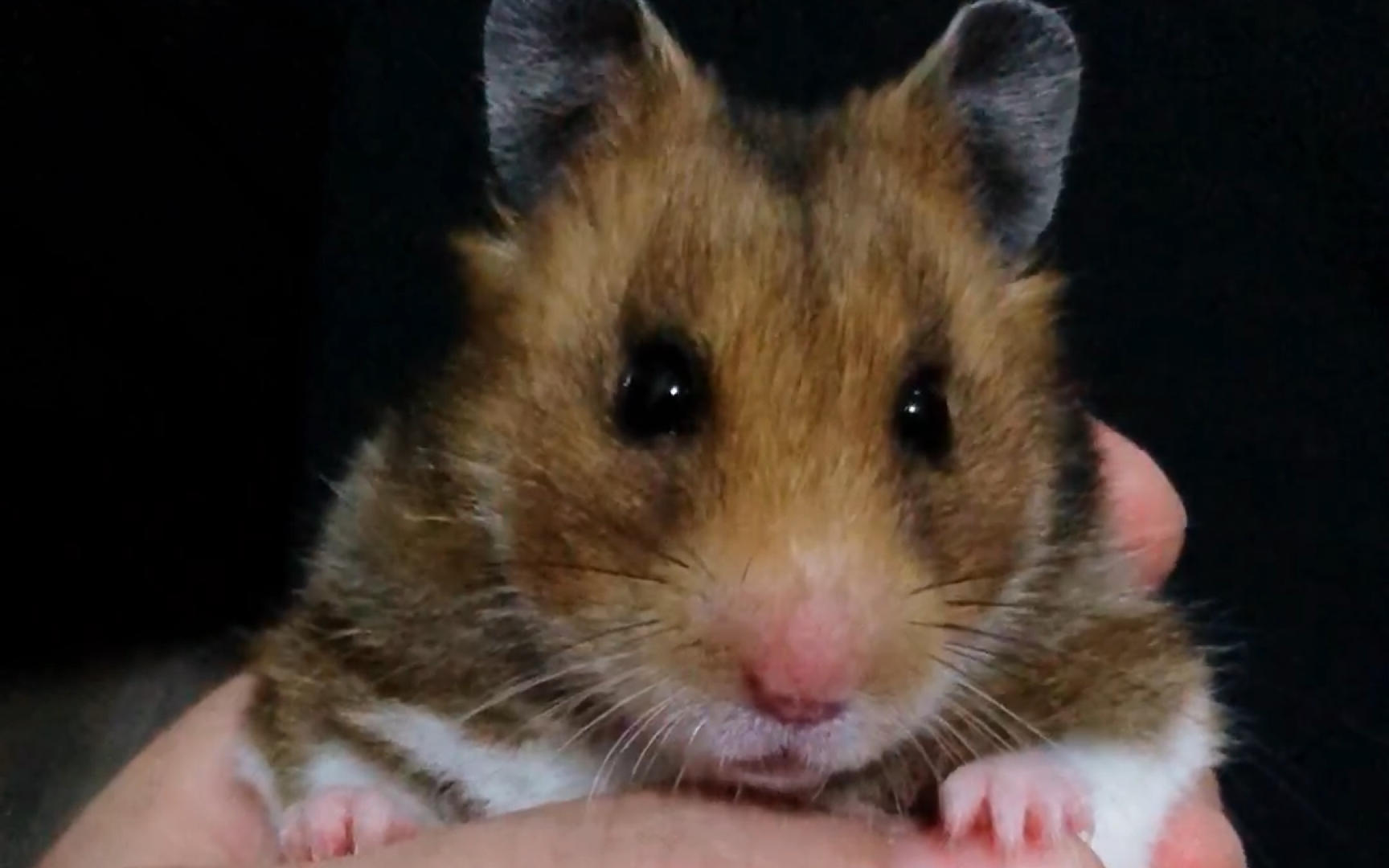 鼠子有点傻给你们看一下