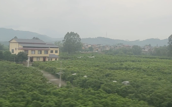 [图]漫山遍野的橘子，盼丰收