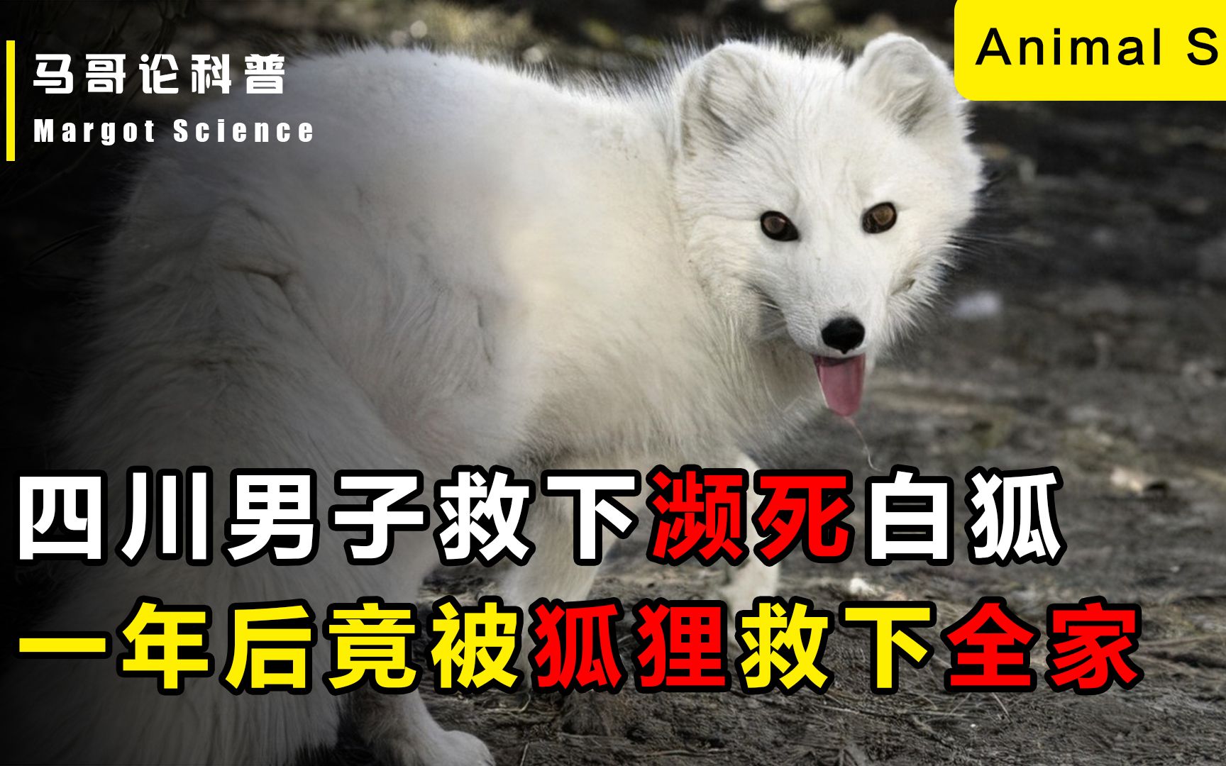 [图]四川男子救下濒死白狐，一年后竟遭“恩将仇报”，不料却救下全家