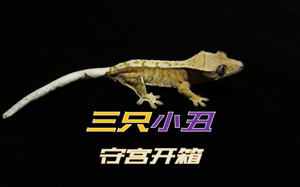 活动作品最火爆品系千元级小丑睫角守宫开箱