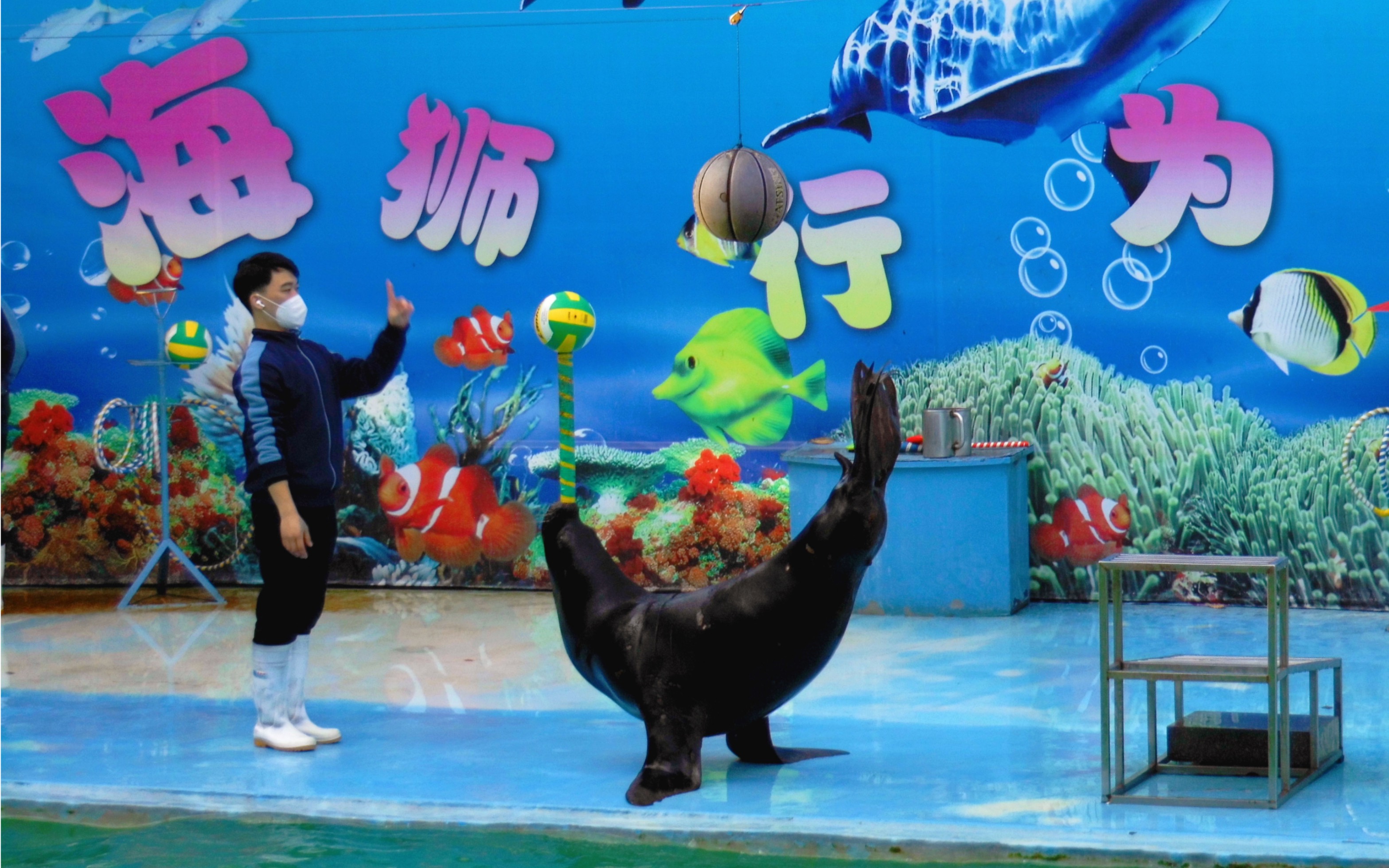 海昌海洋公园海狮表演图片