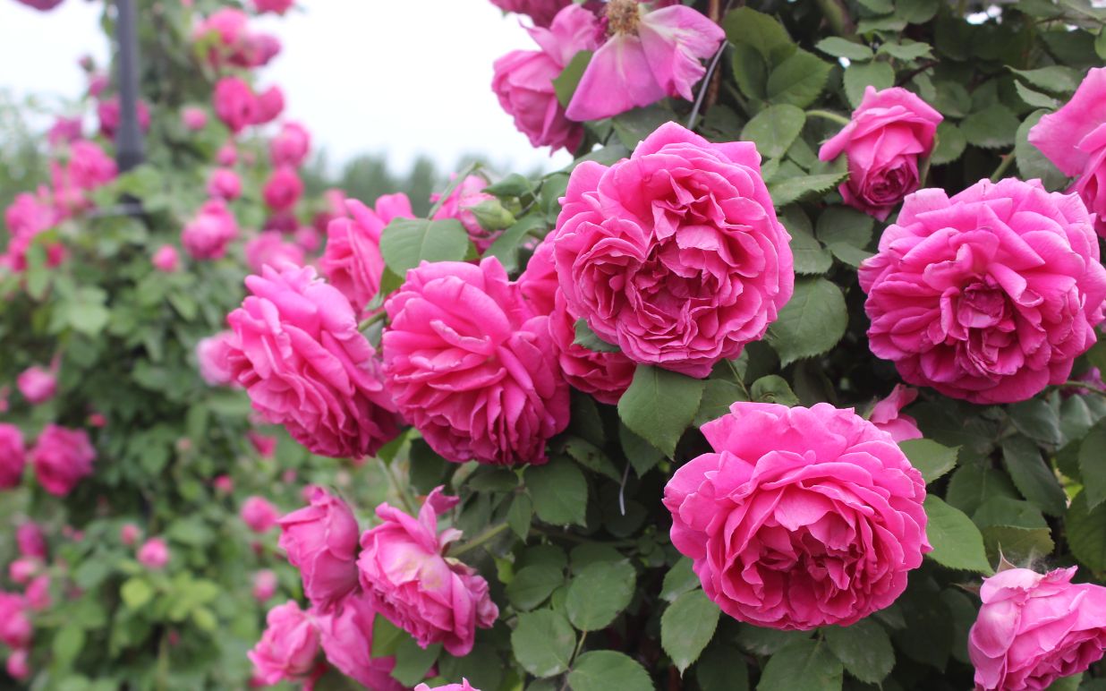 小鼹鼠园艺家 月季"伊萨佩雷夫人madame issac pierre"