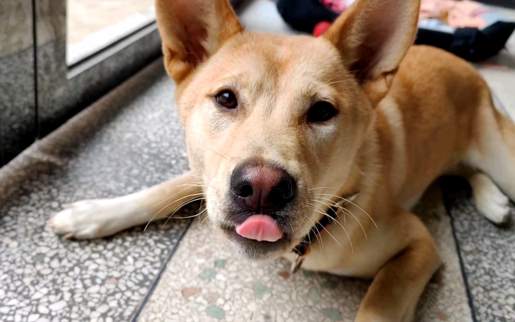 中华田园犬-"解锁胖虎新视角"高清版