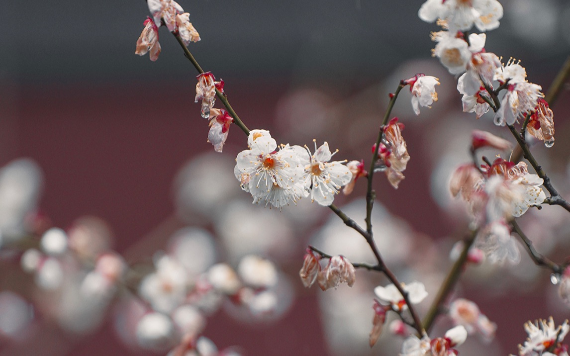 [图]红墙｜梅花｜雪