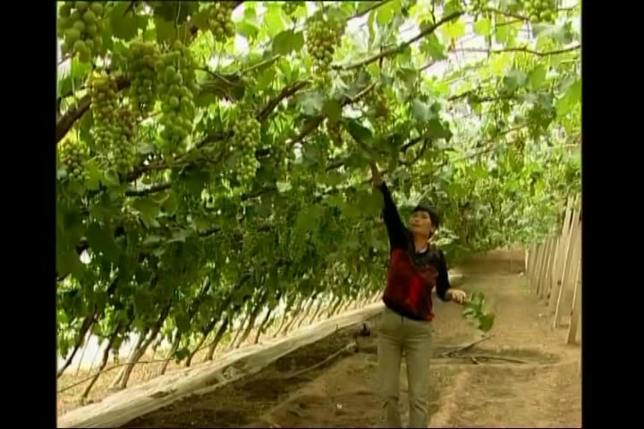 葡萄种植技术视频(葡萄种植收益)高产葡萄栽培技术哔哩哔哩bilibili