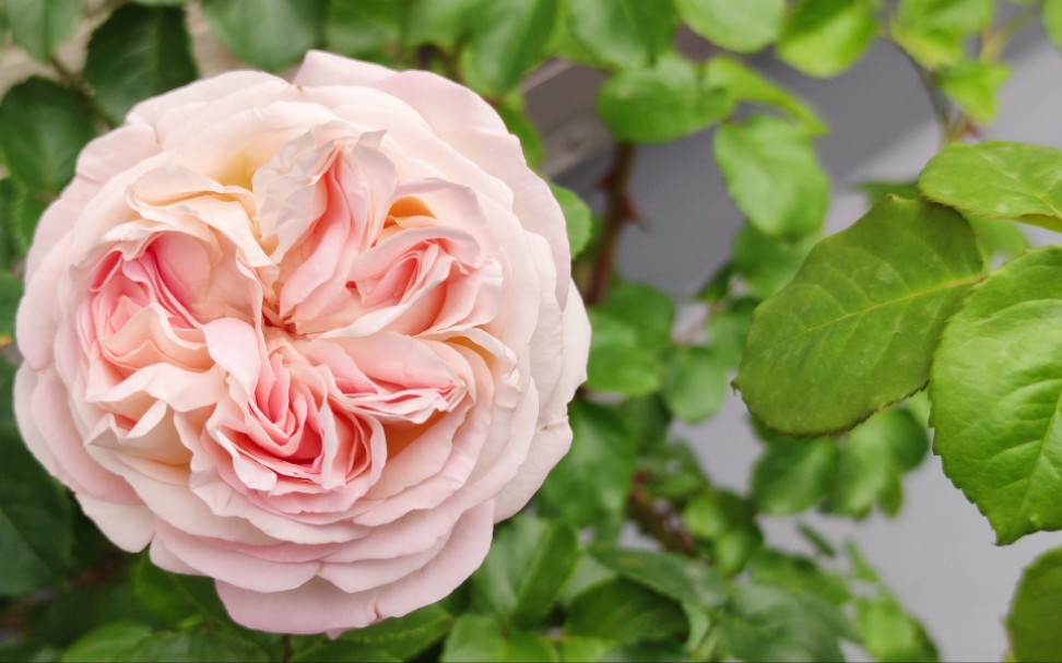 盛开的月季破晓